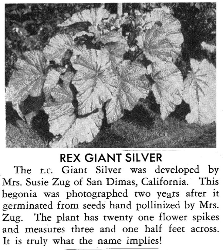 B. ‘Giant Silver’